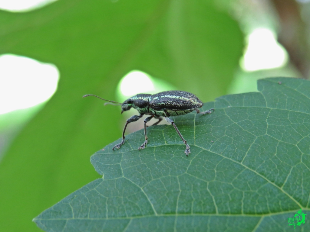Naupactus condecoratus