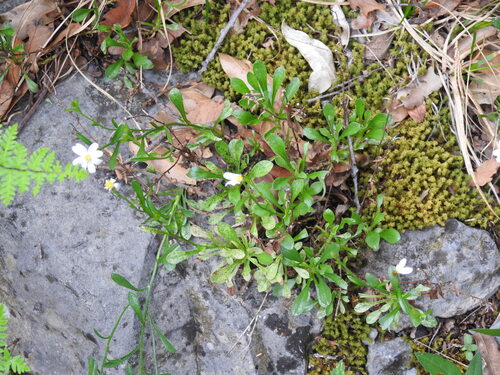 Parry's Leastdaisy (Chaetopappa parryi)