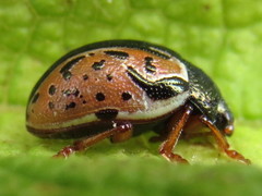 Calligrapha spiraeae