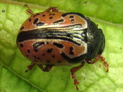 Calligrapha spiraeae