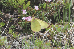 Colias pelidne