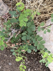 Robinia neomexicana