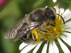 Colletes compactus