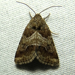 Schinia sordidus