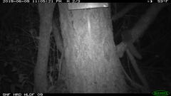 Glaucomys oregonensis