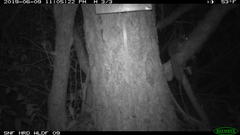 Glaucomys oregonensis