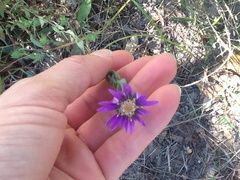 Symphyotrichum pratense