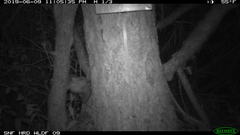 Glaucomys oregonensis