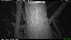 Glaucomys oregonensis