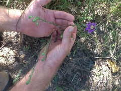 Symphyotrichum pratense