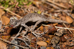 Strophurus krisalys