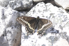 Papilio brevicauda