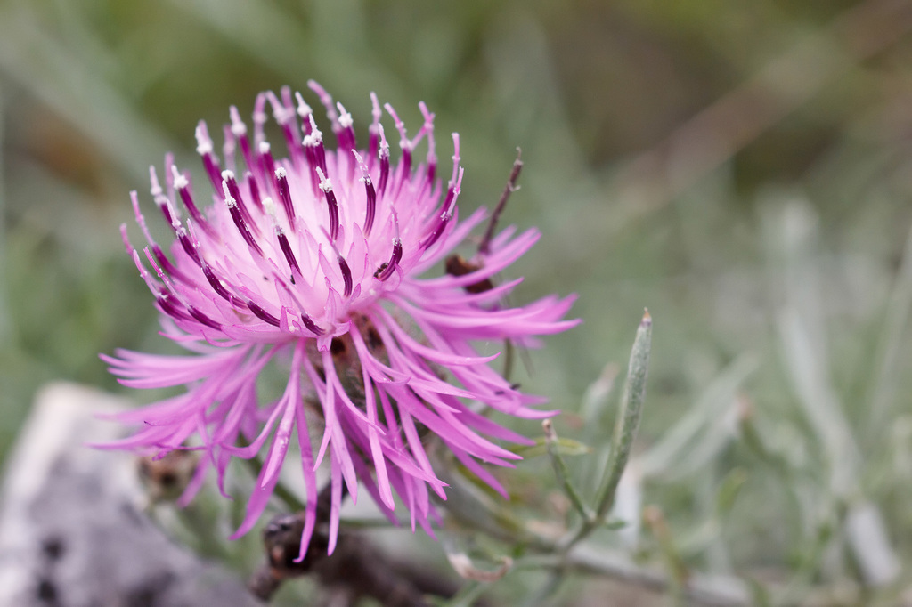 Centaurea ambigua