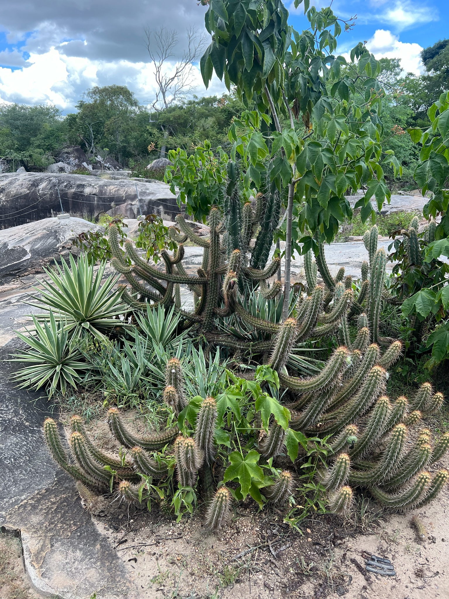 Xiquexique gounellei