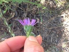 Symphyotrichum pratense