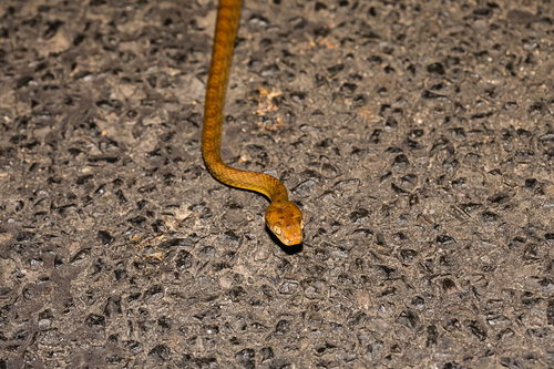 Brown Tree Snake sighting