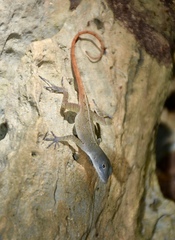 Anolis mestrei