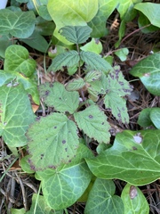 Phragmidium violaceum