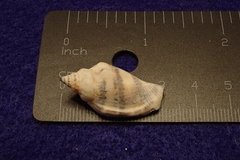 Canarium urceus