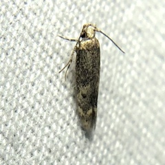 Trypanisma prudens