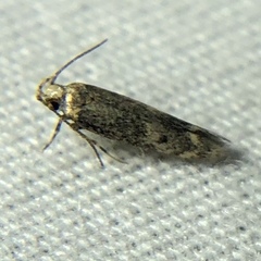 Trypanisma prudens