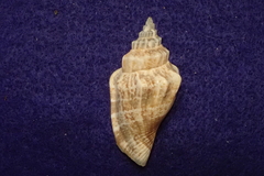 Canarium urceus