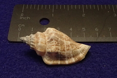 Canarium urceus