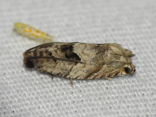 Cottonwood Twig Borer Moth photo 4