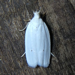 Antaeotricha albulella