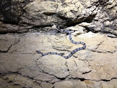 Lampropeltis alterna