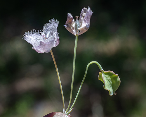 Beavertail-grass (Calochortus coeruleus)