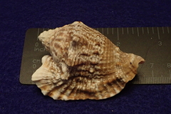 Lobatus raninus
