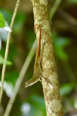 Anolis mestrei