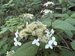 Hydrangea cinerea, photograph (c) Hill Craddock, some rights reserved (CC BY)