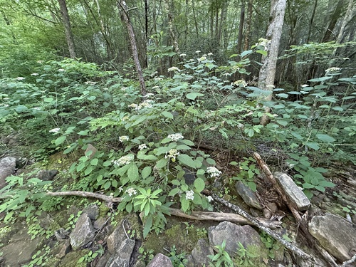 Hydrangea cinerea, photograph 6