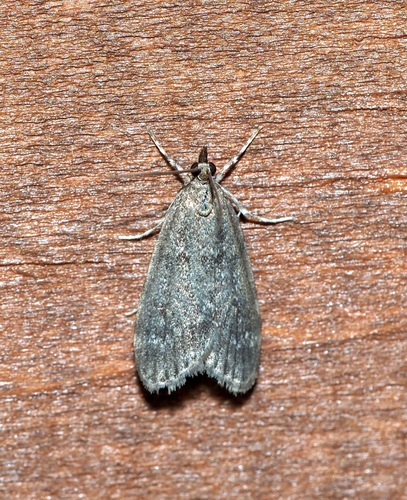 Dark Brown Scoparia Moth photo 2