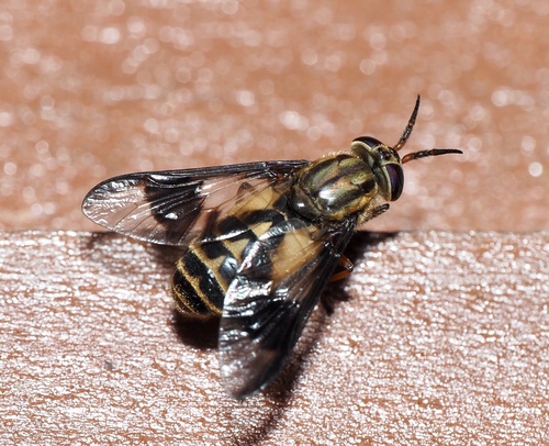 Sacken's Deer Fly photo 5