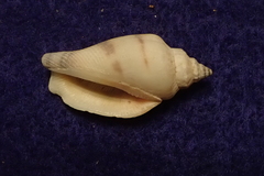 Canarium urceus