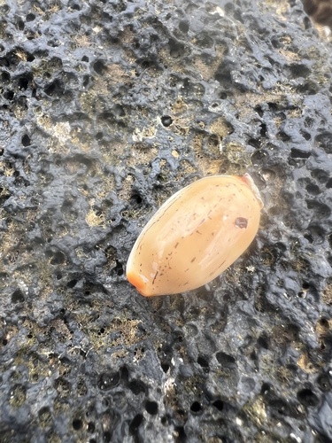 Luria isabella observed 2025-06-12