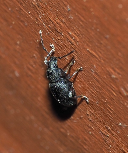 Strawberry Root Weevil photo 5