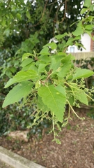 Plagianthus