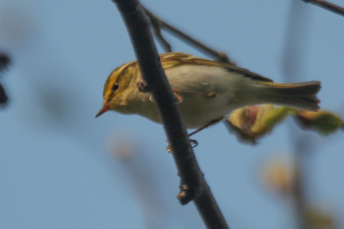 Mosquitero de Pallas (Phylloscopus proregulus)