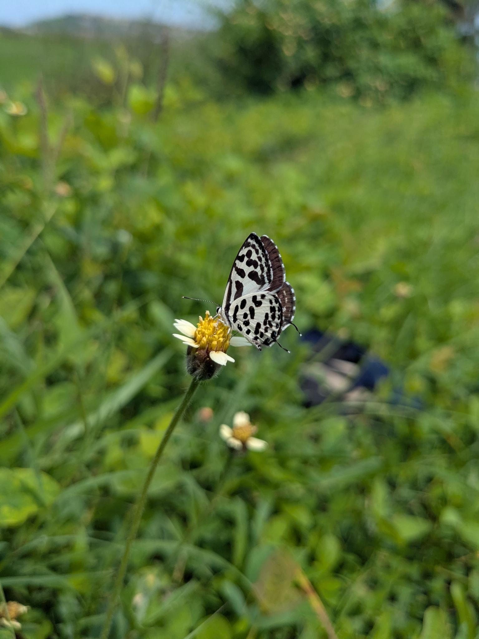 Common Pierrot