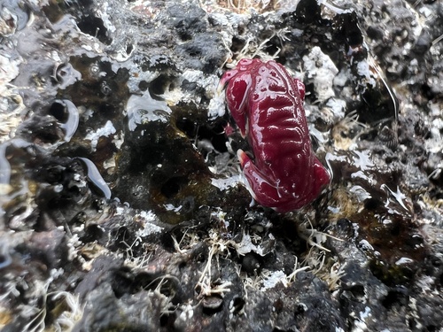 Liomera rugata observed 2025-06-12
