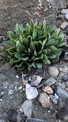 Limonium ramosissimum