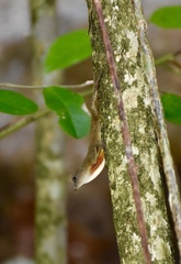 Anolis mestrei