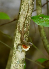 Anolis mestrei