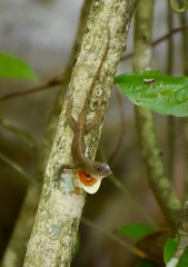 Anolis mestrei
