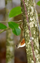 Anolis mestrei