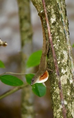 Anolis mestrei